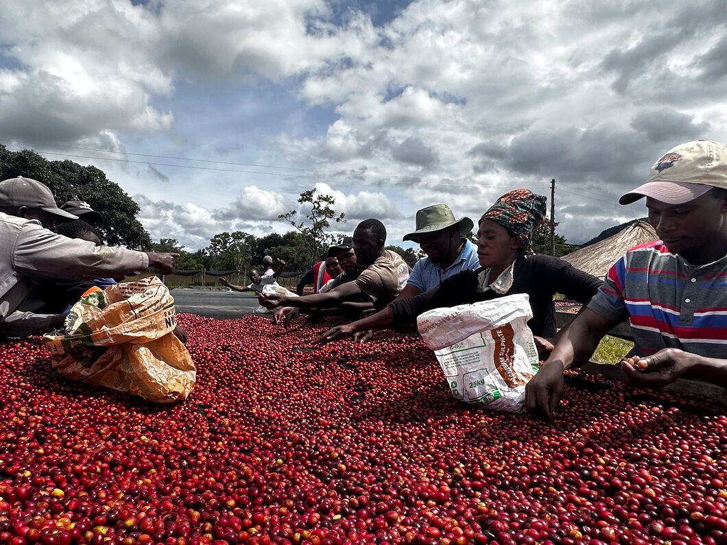 Sustainable Coffee Production in Zambia