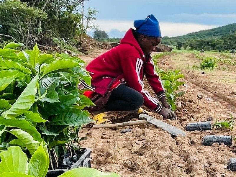 Sustainable Coffee Production in Zambia