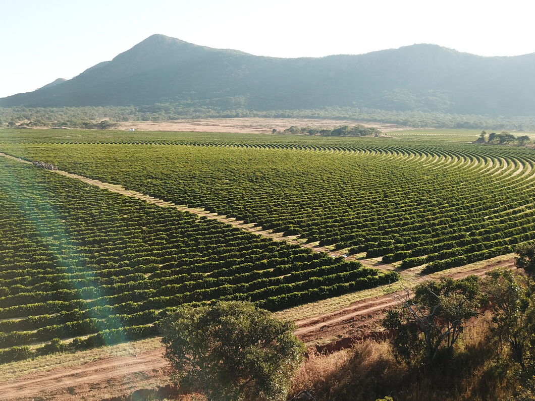 Nachhaltige Kaffeeproduktion in Sambia