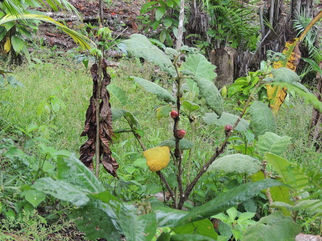 Agriculture in the Peruvian Amazon region