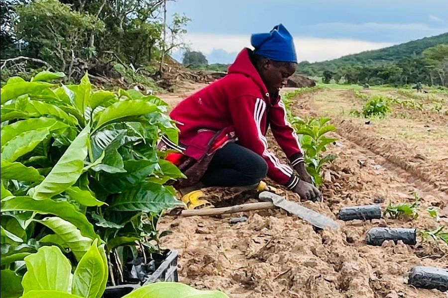Nachhaltige Kaffeeproduktion in Sambia