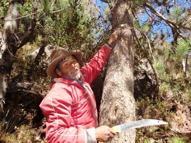 Arboles y Futura - Aufforstung in Cochabamba, Bolivien